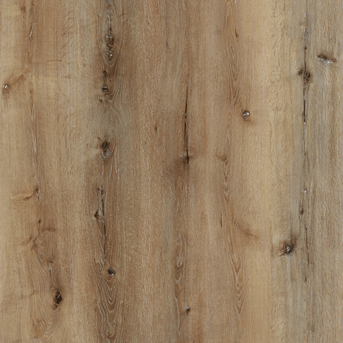 LVTDB-Acorn Oak close up